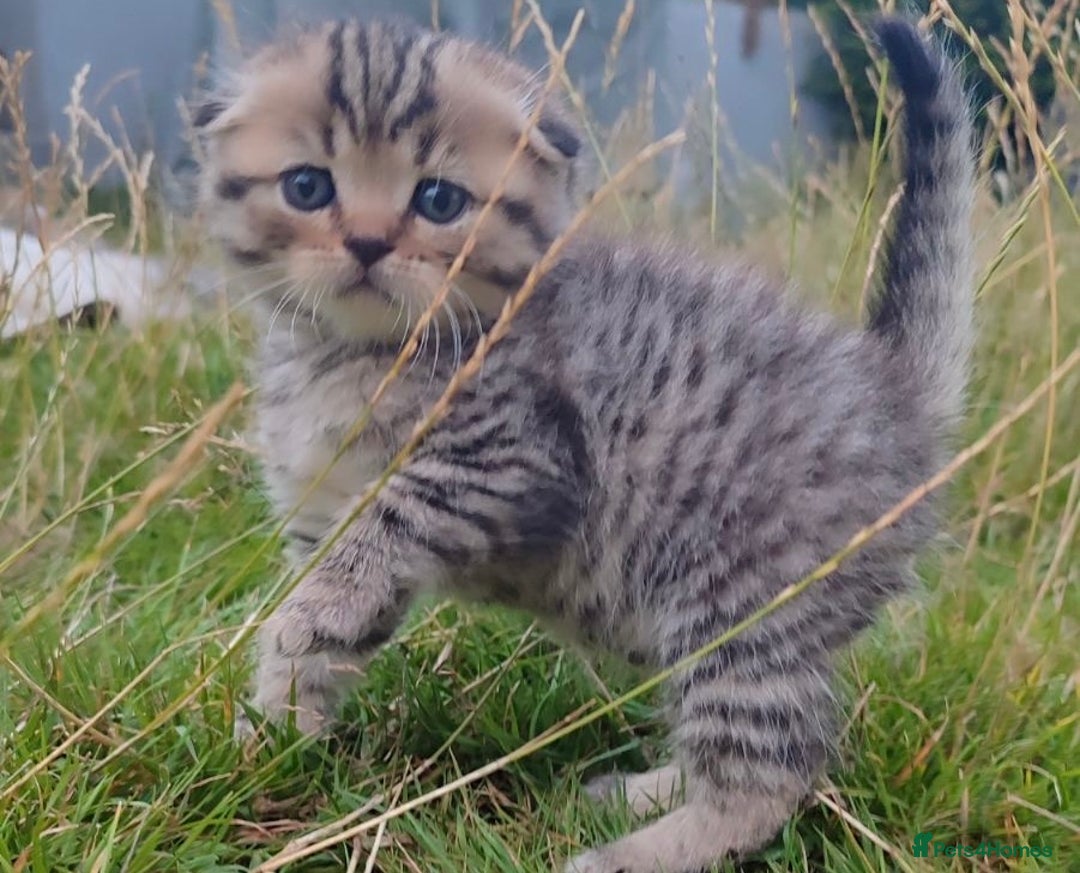 Scottish Fold cats for sale: 🆘🆘READY!🆘🆘Scottish shorthair  - Image 18