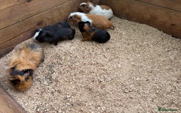 Guinea Pig rodents for sale: Baby guinea pigs  - Image 2