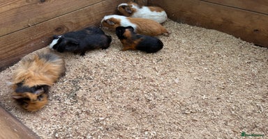 Guinea Pig rodents - Advert 16
