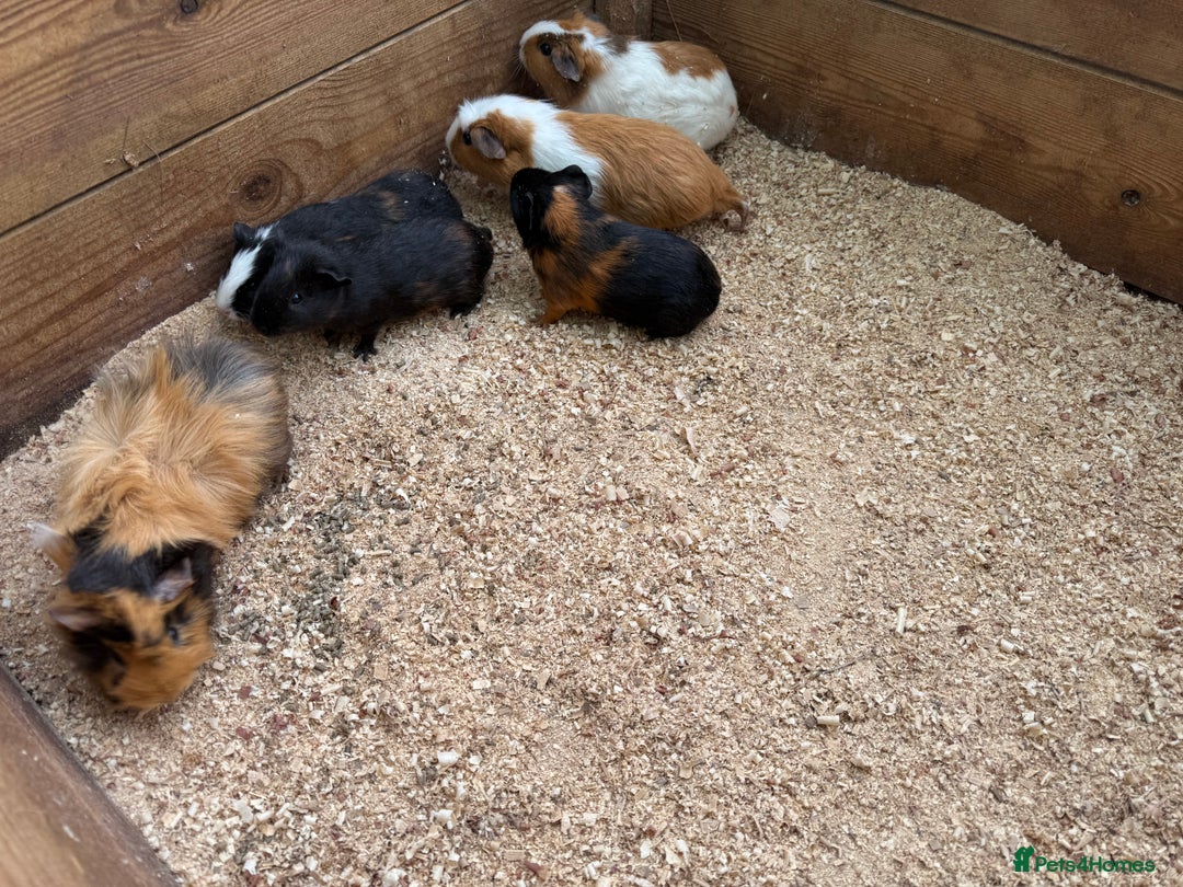 Guinea Pig rodents for sale: Baby guinea pigs  - Image 2