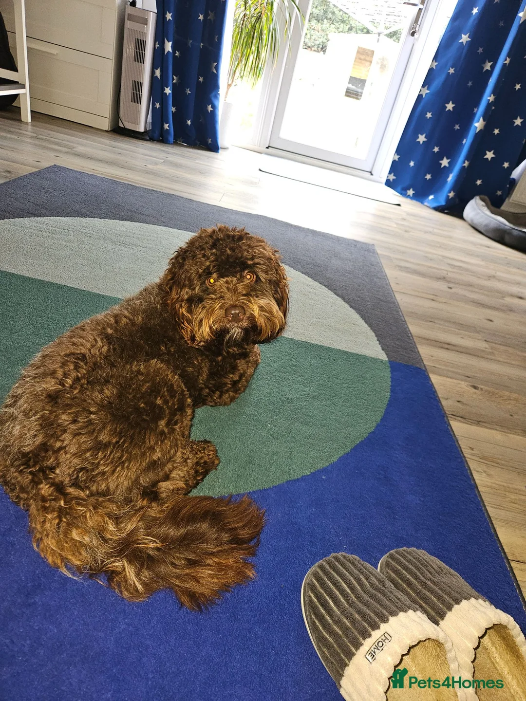 Cockapoo dogs for stud: Male Cockapoo for mounting  - Advert 1
