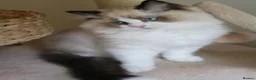 Ragdoll cats for sale: purebred Ragdoll kittens for sale  - Advert 12
