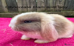 Mini Lop rabbits for sale: Friendly pure mini lops - Image 4