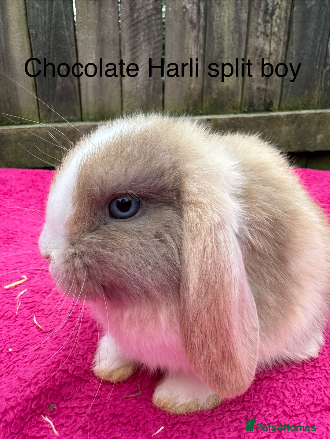 Mini Lop rabbits for sale: Friendly pure mini lops - Image 4