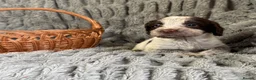 Sprocker dogs for sale: Sprocker in Peterhead - Advert 5