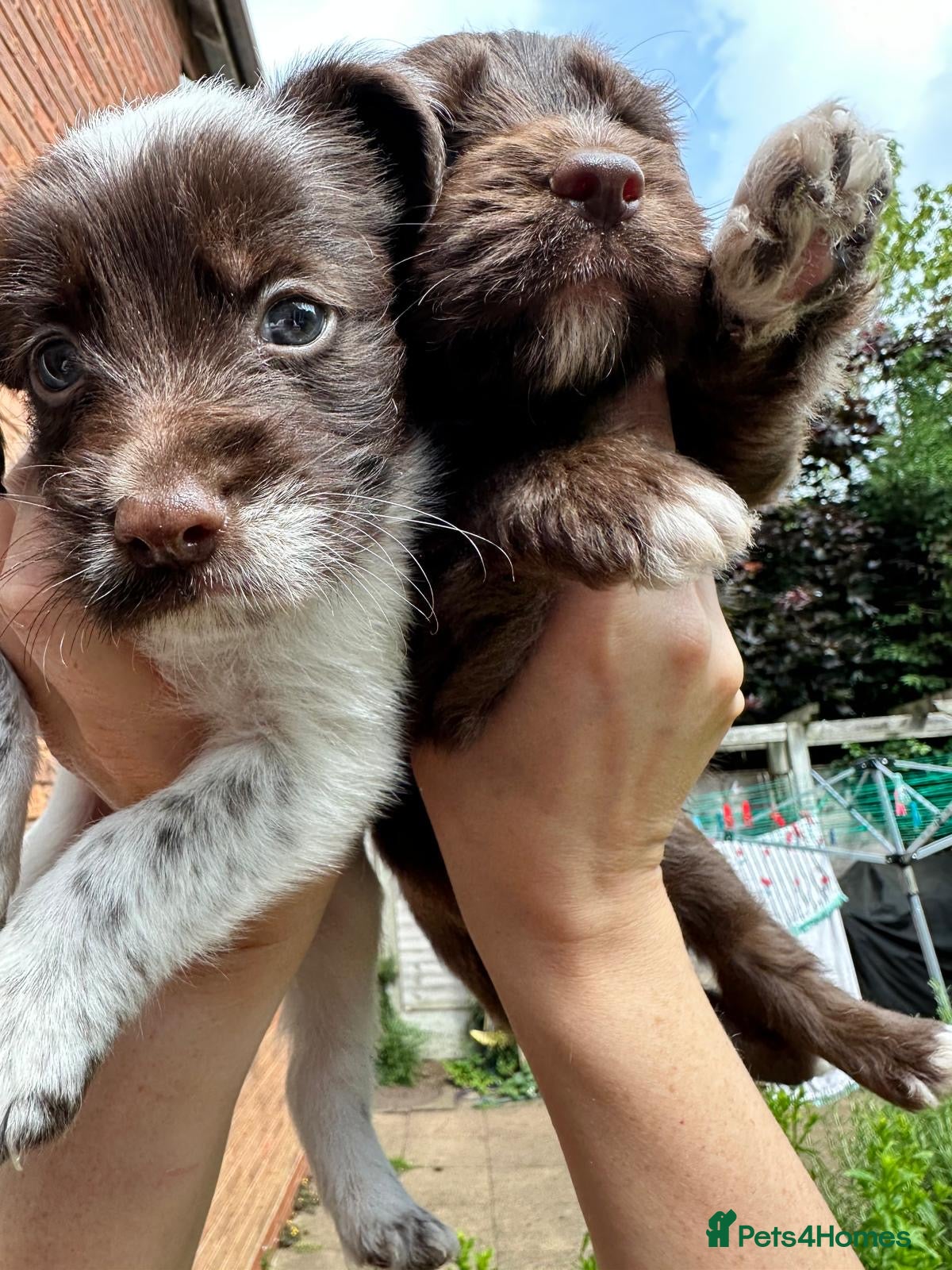 Mixed Breed dogs 2 left Borderpoo Border collie + cockapoo puppies - Advert 2