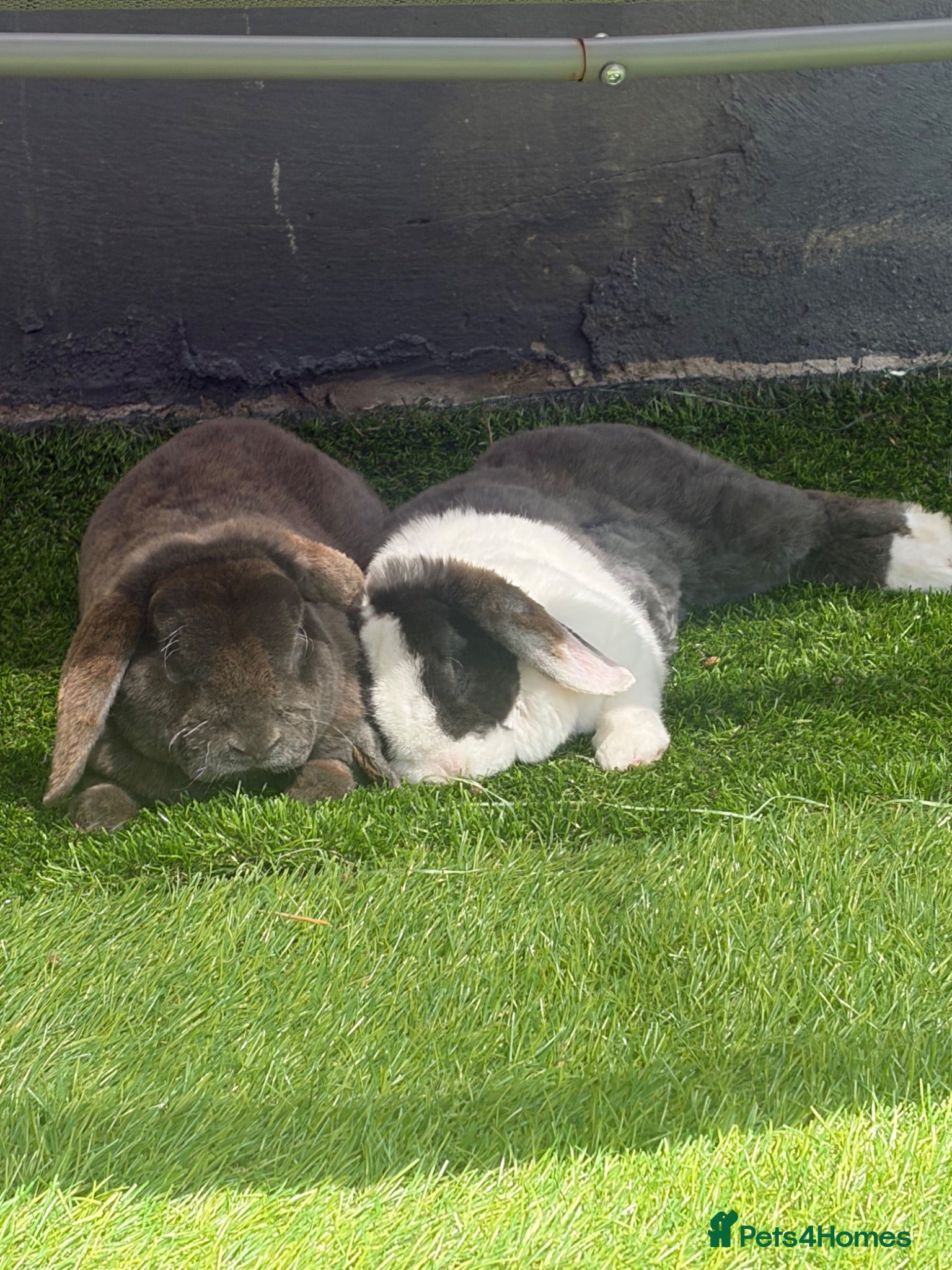 Mini Lop rabbits Mini lop rabbits for sale come with everything - Advert 1
