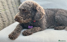 Mixed Breed dogs for sale: Australian Labradoodle due September 2025 - Image 3