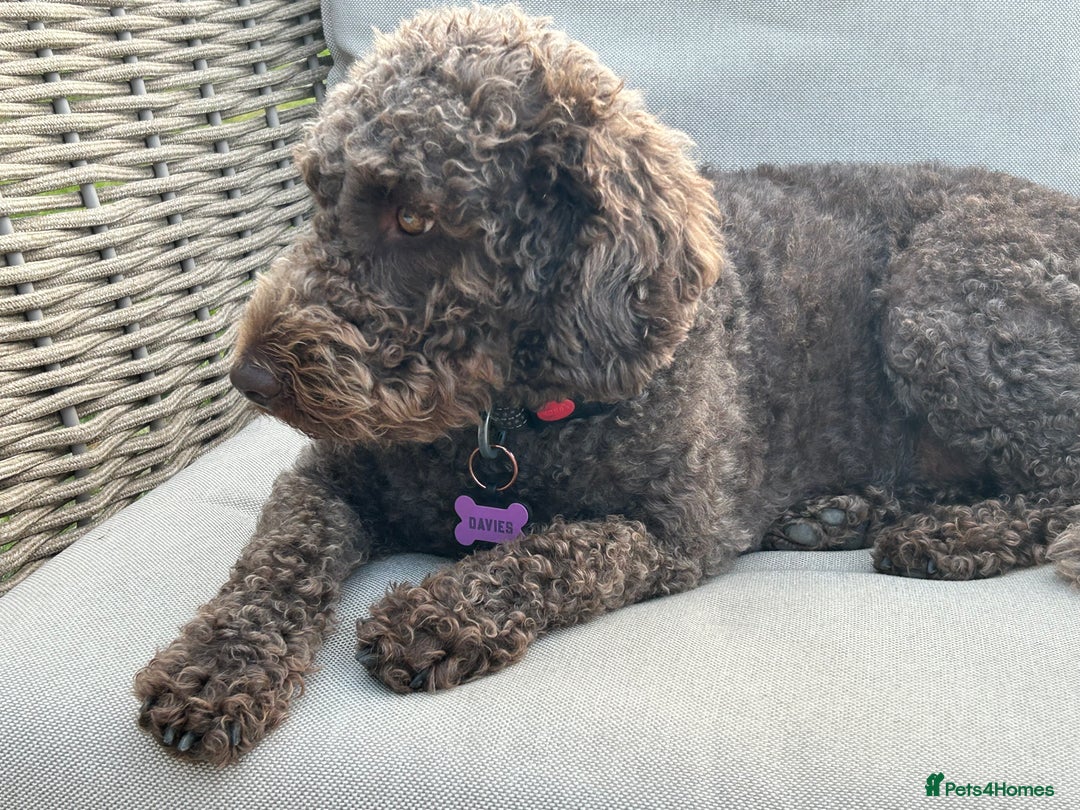 Mixed Breed dogs for sale: Australian Labradoodle due September 2025 - Image 3
