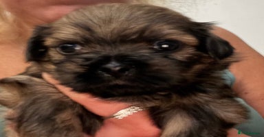 Shih Tzu dogs - Advert 1