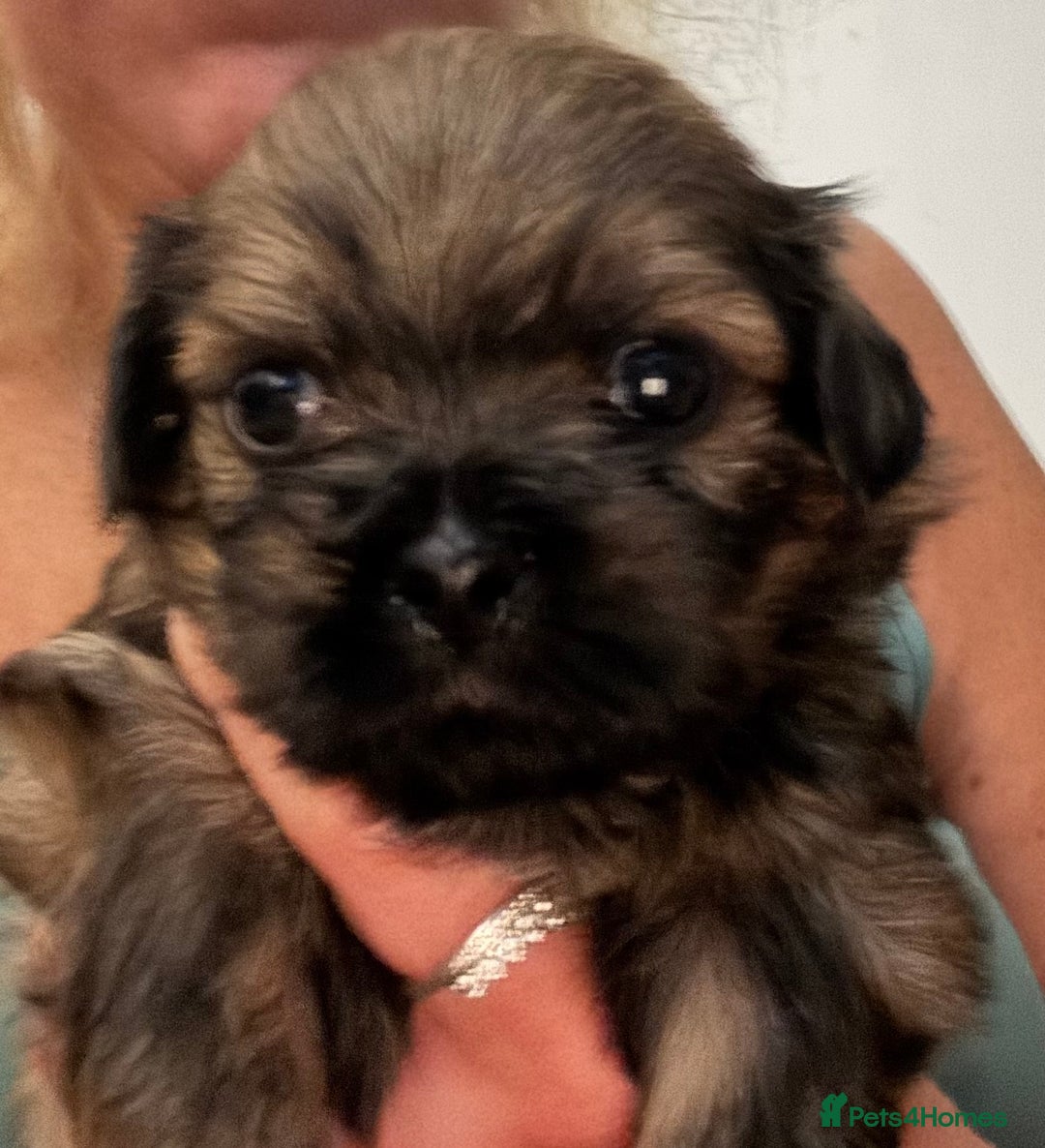 Shih Tzu dogs for sale: Shih tzu  - Image 19