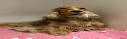 Cocker Spaniel dogs for sale: Outstanding KC Show Cocker Spaniels - Advert 3