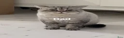 British Shorthair cats for sale: Super cute British short hair  - Advert 2