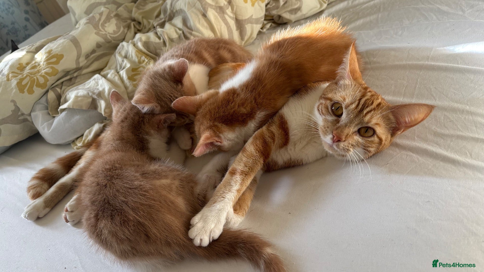 Mixed Breed cats 3 cute kittens, 2 months old, seeking loving homes - Advert 1