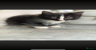 Ragdoll cats - Advert 6