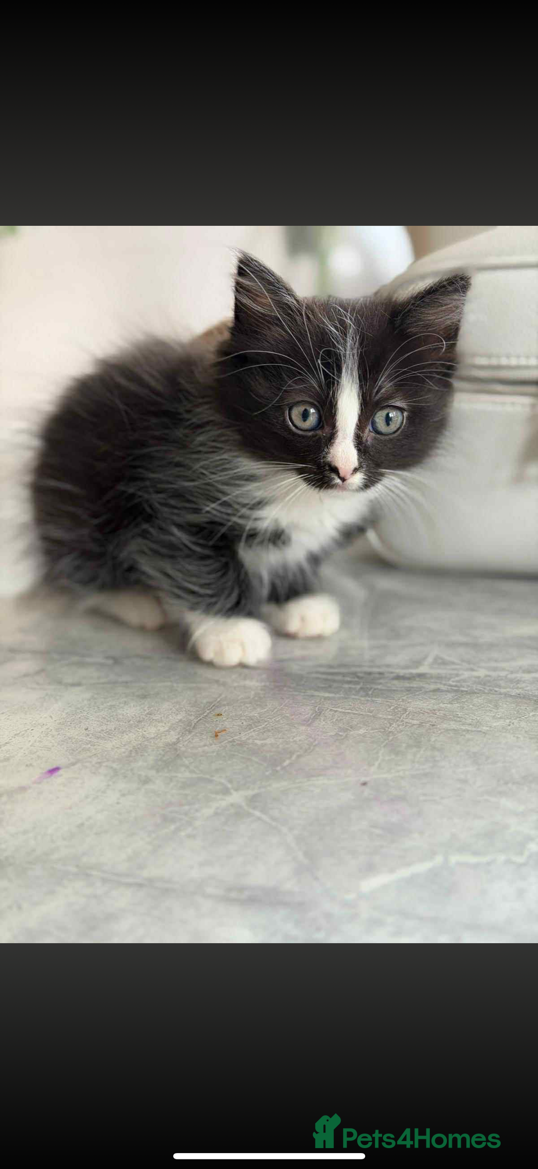 Ragdoll cats for sale: Ragdoll kittens  - Image 3