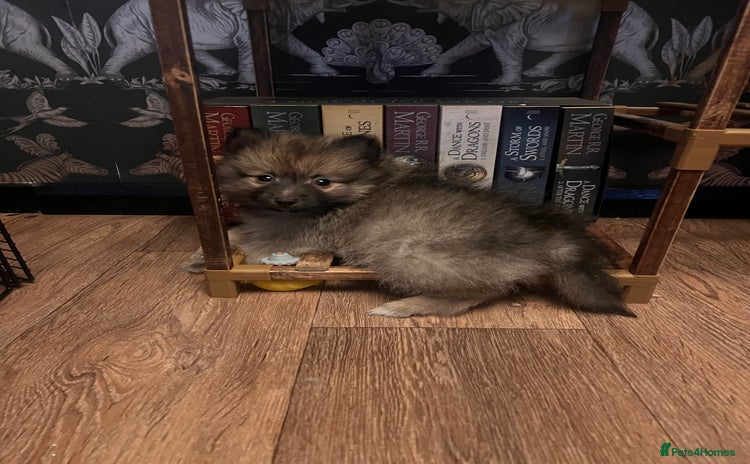 Pomeranian dogs - Advert 5