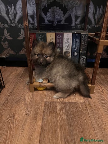 Pomeranian dogs - Advert 5