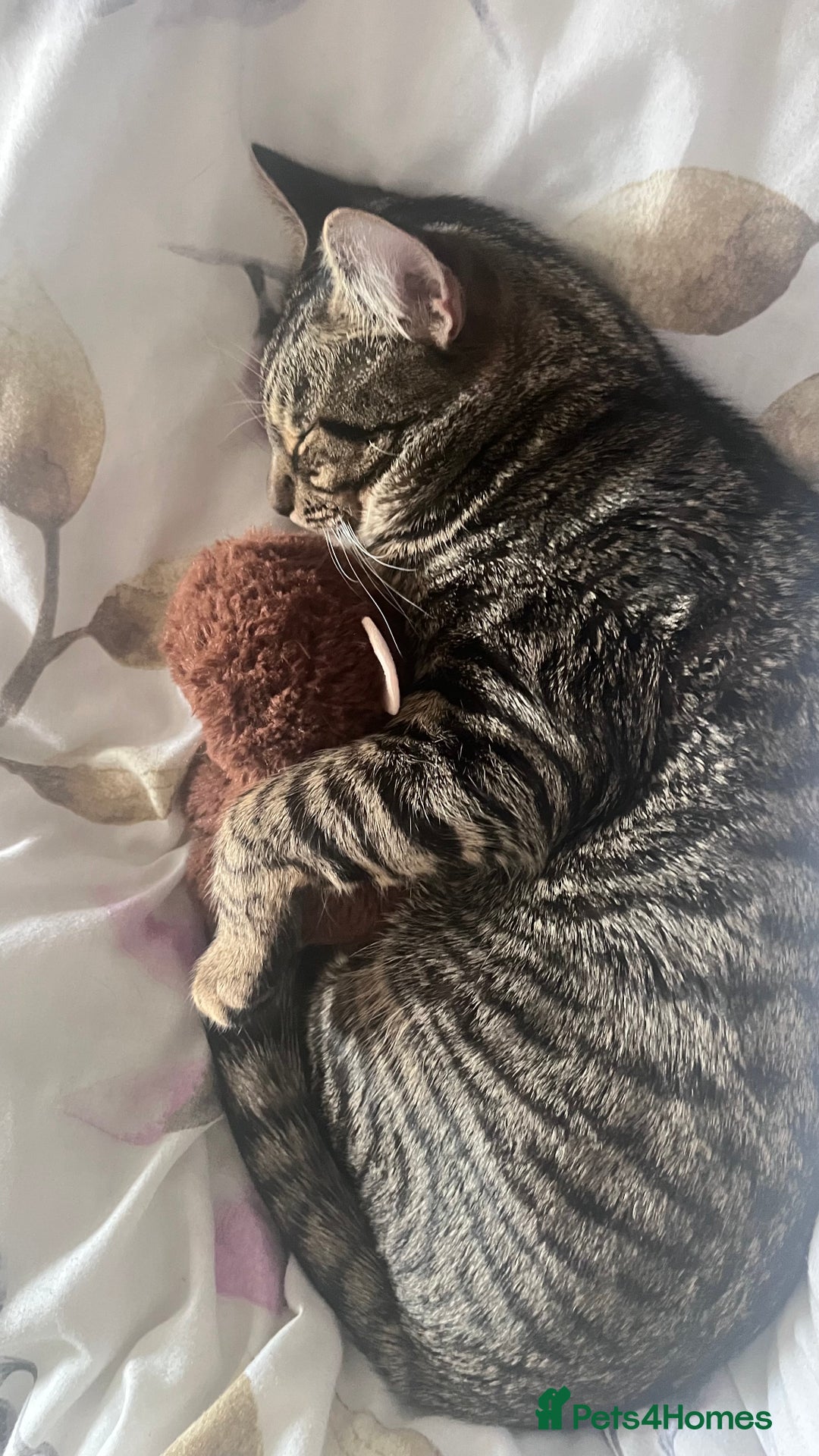 Domestic Shorthair cats for sale: Tiger  - Advert 3