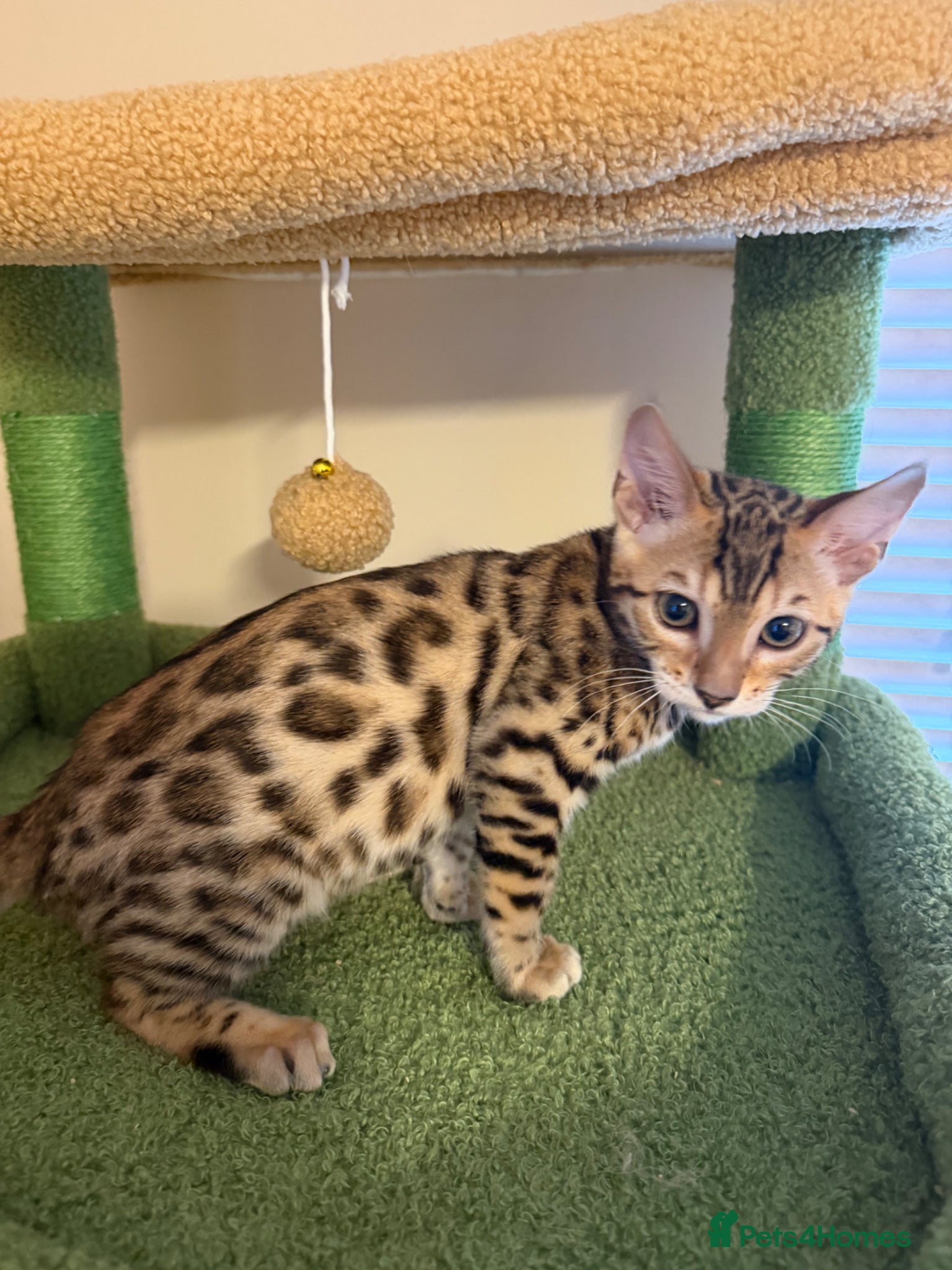 Bengal cats 🐾 Purebred Bengal Kittens for Sale 🐾 - Advert 11