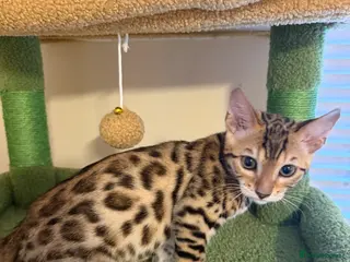 Bengal cats 🐾 Purebred Bengal Kittens for Sale 🐾 - Advert 11