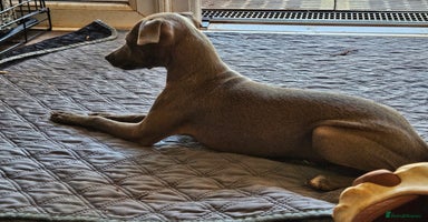 Italian Greyhound dogs - Advert 12