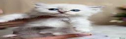 Ragdoll cats for sale: Outstanding Ragdoll Kittens✨Exceptional Quality - Advert 23