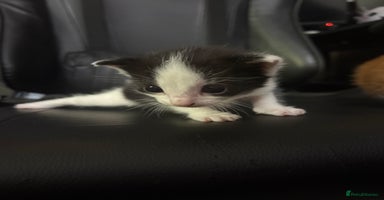 Mixed Breed cats - Advert 14