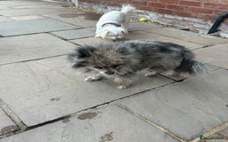 Pomeranian dogs for sale: 2 x pomeranians - Image 17
