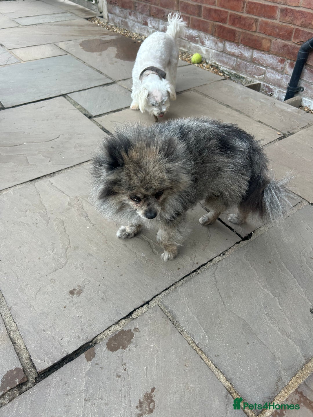 Pomeranian dogs for sale: 2 x pomeranians - Image 17