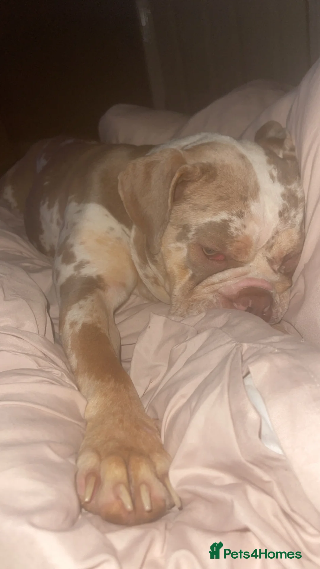 Old Tyme Bulldog dogs for sale: Old tyme bulldog  in Mansfield - Advert 2