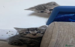 Mixed Breed cats for sale: Mixed breed ragdoll & tabby kittens - Image 17