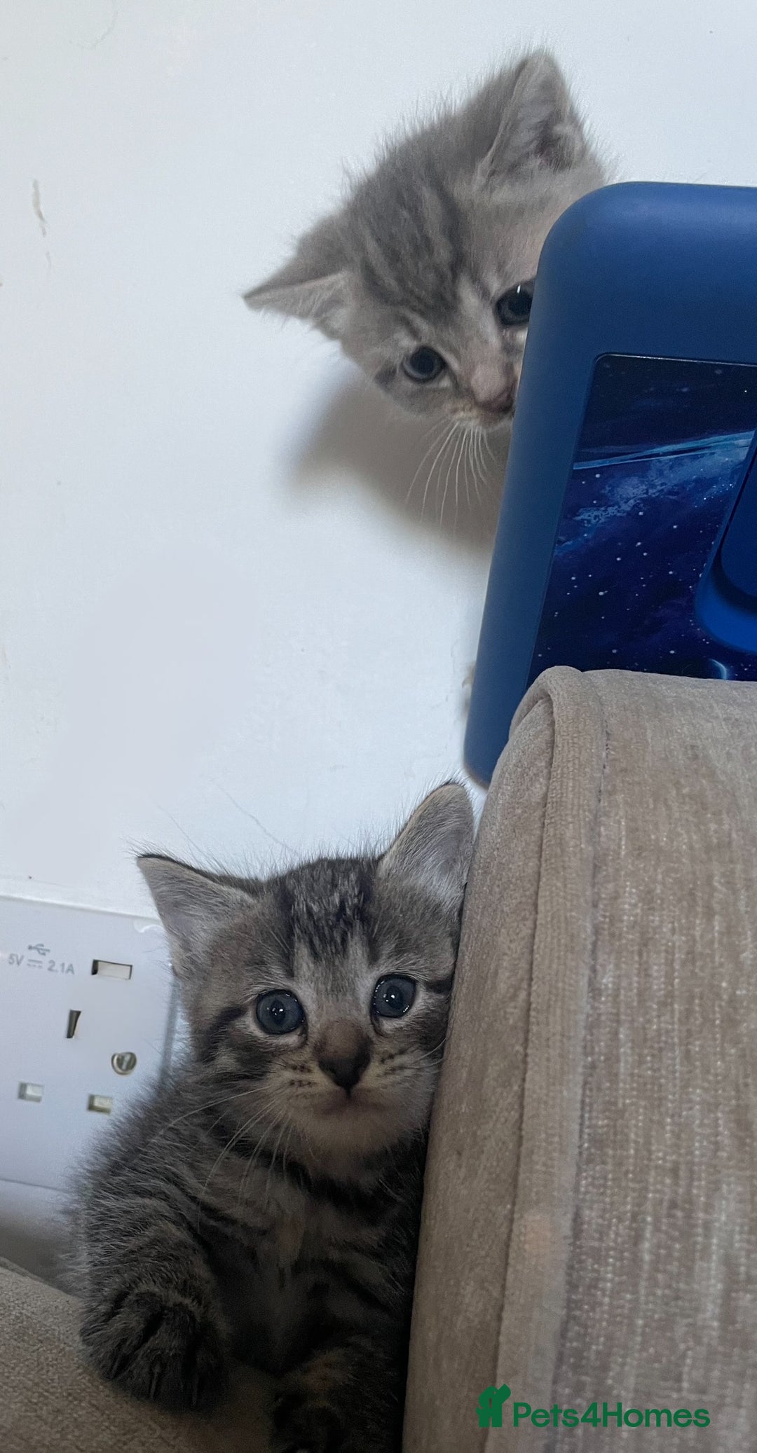 Mixed Breed cats for sale: Mixed breed ragdoll & tabby kittens - Image 17