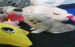 Scottish Fold cats for sale: Scottish Fold/Straight Kittens  - Image 19