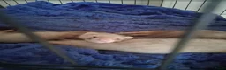 Ferret rodents for sale: 2 hobs sandy - Advert 6