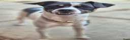Mixed Breed dogs for sale: Gorgeous little girl in need of a forever home - Advert 15