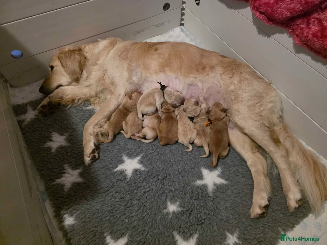 Golden Retriever dogs for sale: KC Golden Retriever puppies for sale - Advert 1