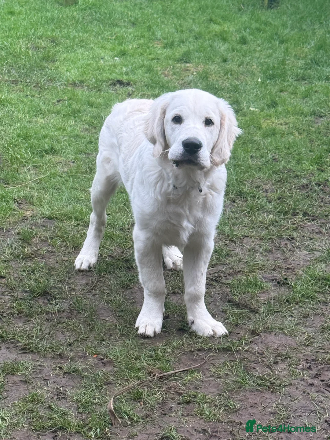 Golden Retriever dogs for sale: 5 Month Golden Retriever - Advert 2