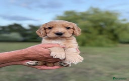Cocker Spaniel dogs for sale: Working KC Registered Cocker Spaniel Puppies - Image 14