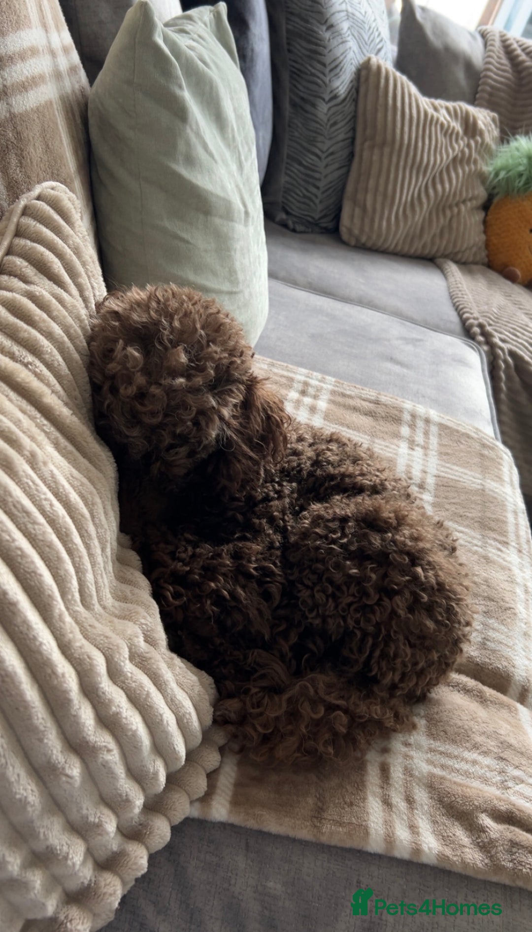 Toy Poodle dogs for stud: Pedro (Choccywoky do dah) - Advert 4