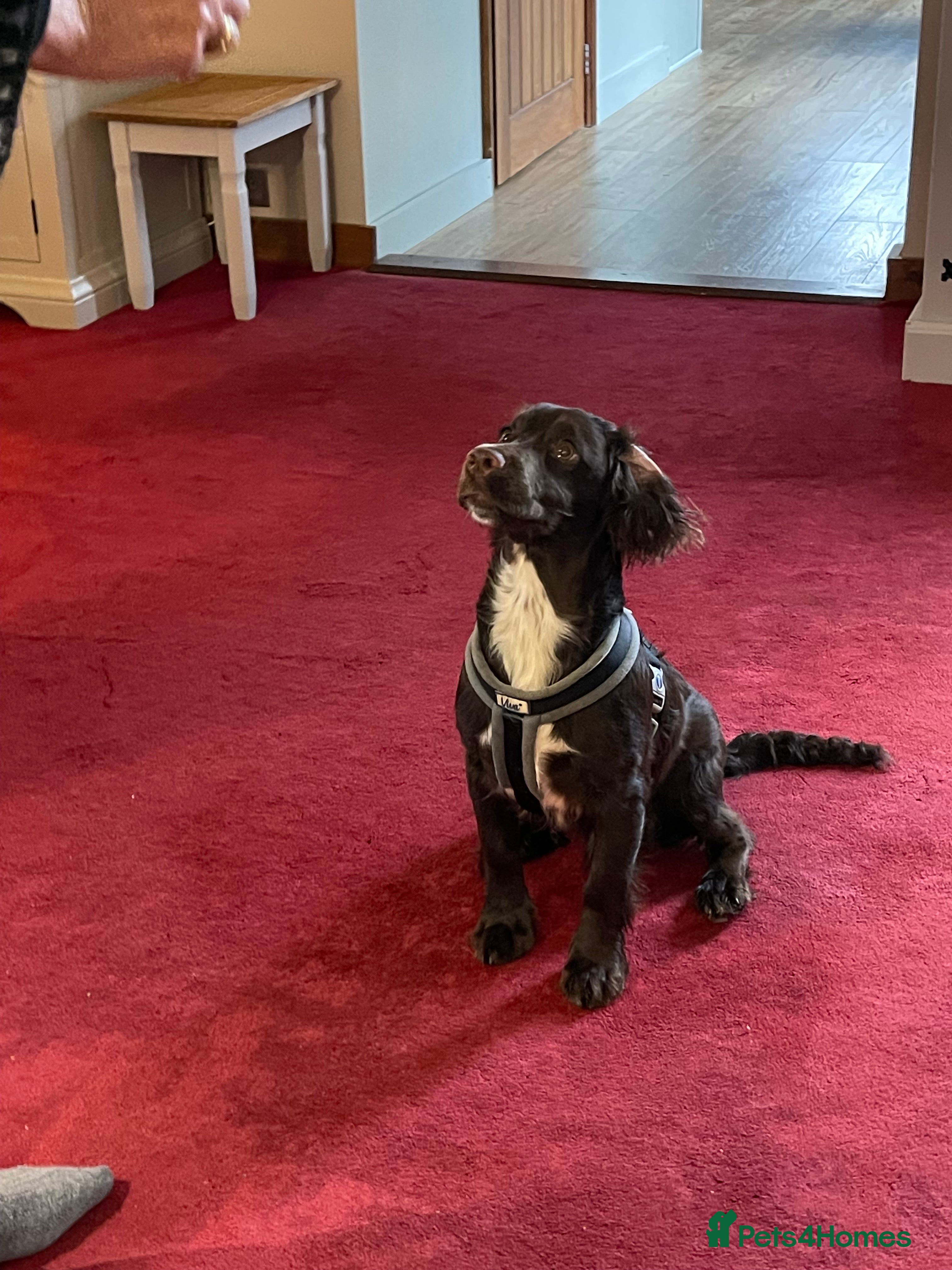 Cocker Spaniel dogs Gorgeous cocker spaniel  - Advert 1