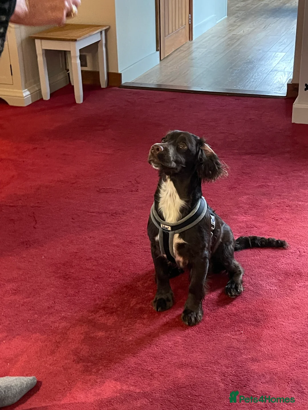 Cocker Spaniel dogs for sale: Gorgeous cocker spaniel  - Advert 1