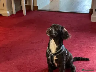 Cocker Spaniel dogs Gorgeous cocker spaniel - Advert 1