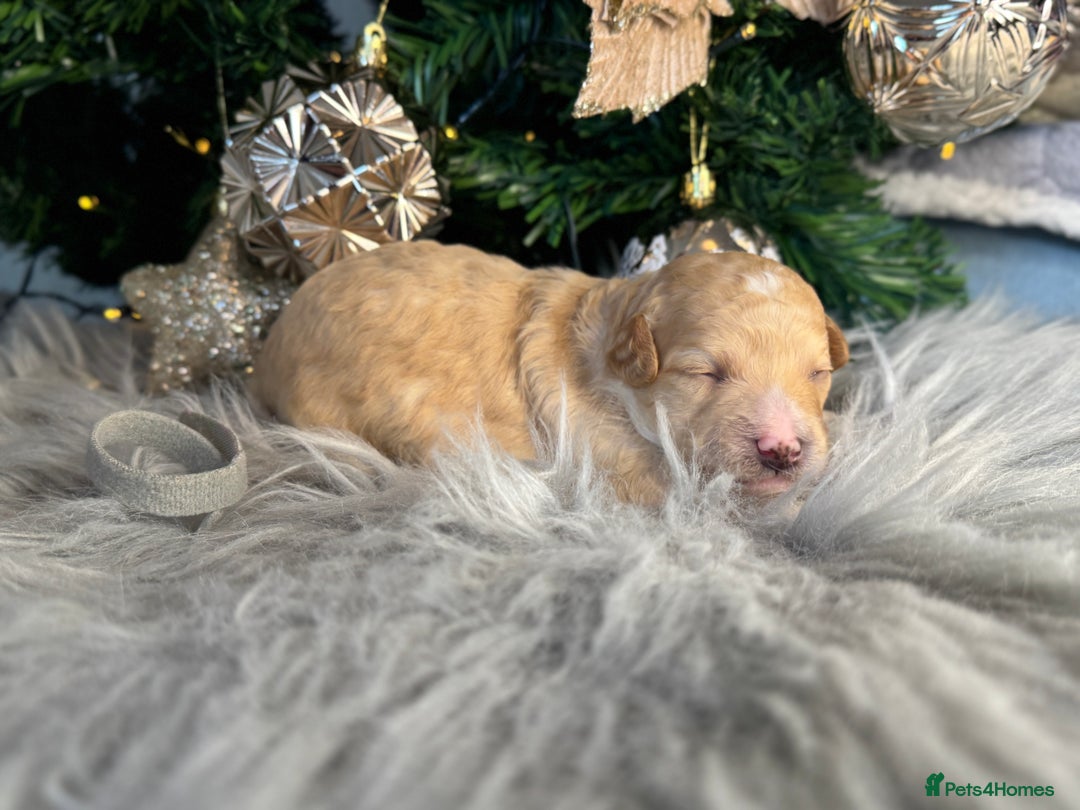 Cavapoo dogs for sale:  F1 poochons health tested parents 🐶 - Advert 2