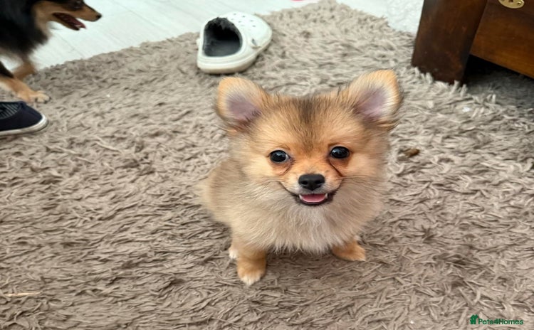 Pomeranian dogs for sale - Advert 1