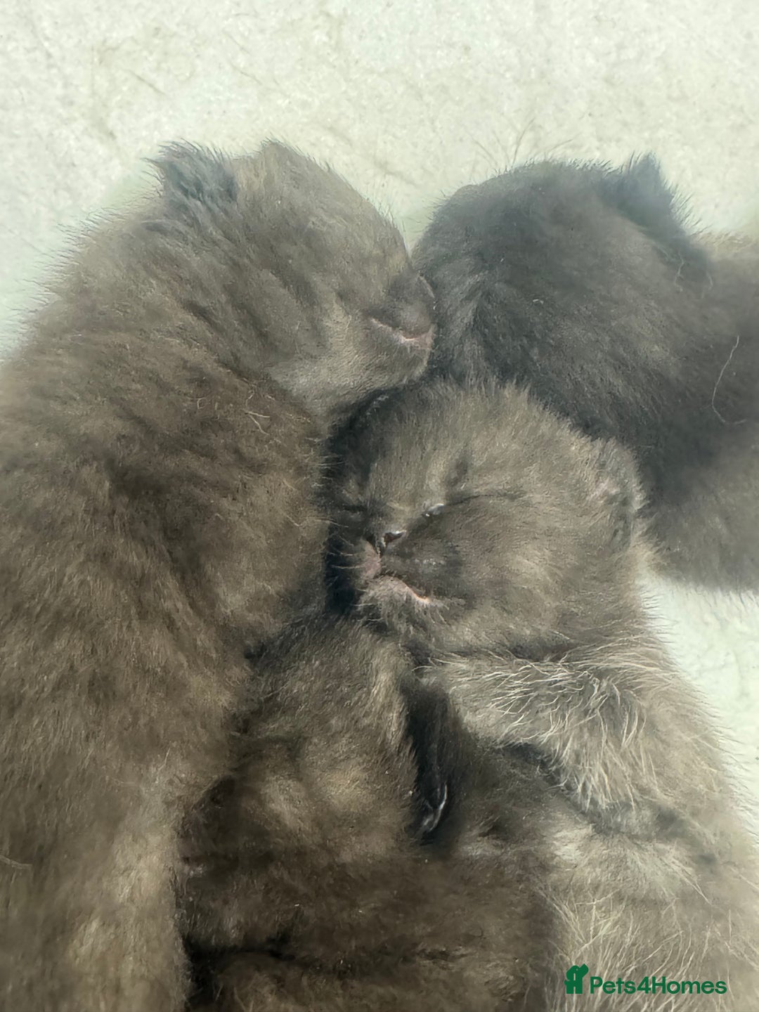 British Shorthair cats for sale: 4 kittens half British shorthair  - Advert 4