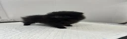 Pomeranian dogs for sale: Beautiful Petite Teddy Bear Faced Girl  - Advert 8