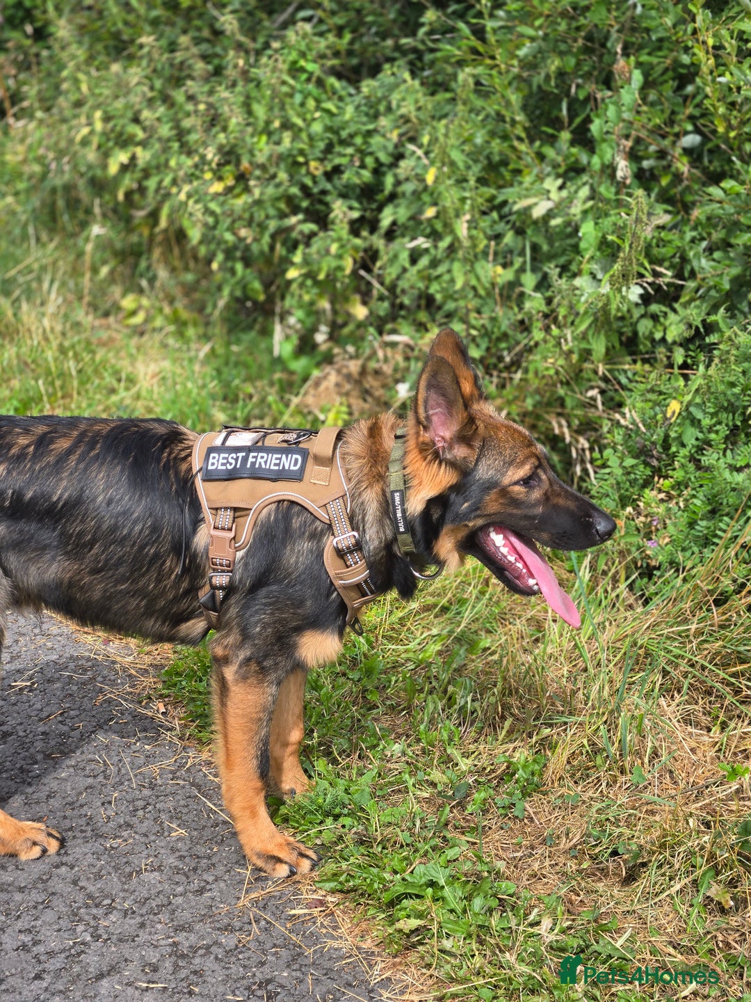 German Shepherd dogs for sale: Mack  - Advert 4