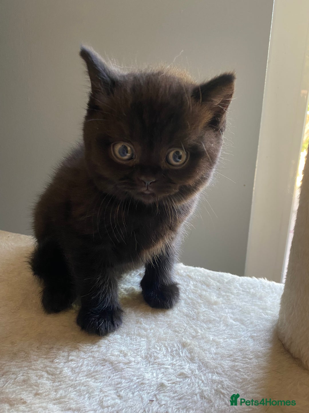British Shorthair cats for sale: Beautiful British Short Hair Kittens in Coventry - Image 14