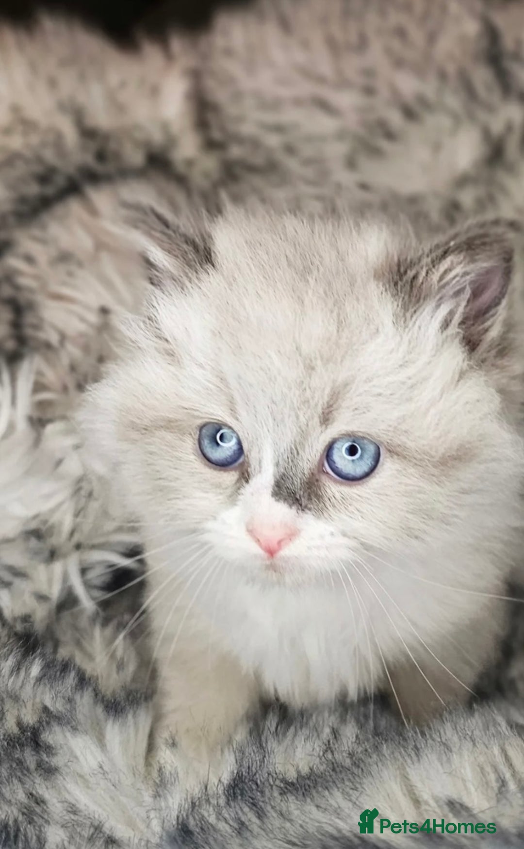 Ragdoll cats for sale: Ragdoll kitten  - Advert 4